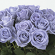 Suntory’s ‘blue’ rose. Image: Suntory